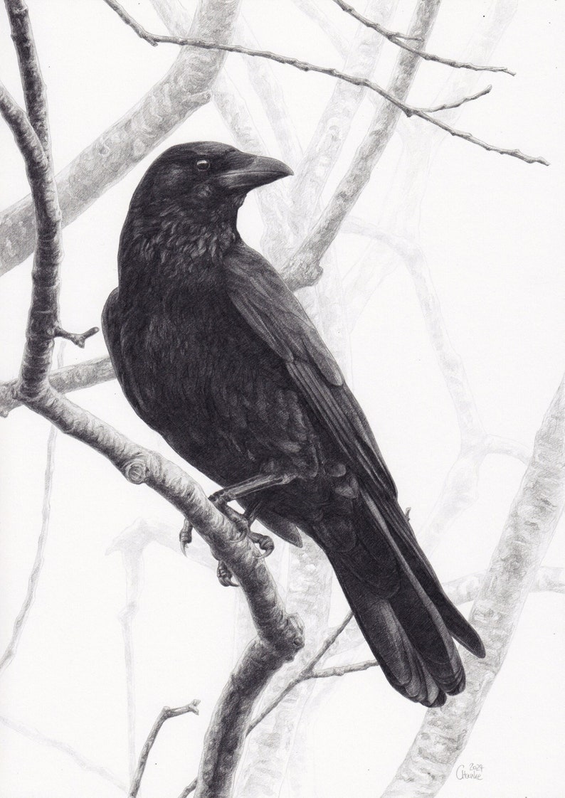 Carrion crow original drawing A4 pencil unique image 1