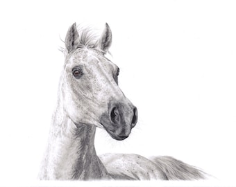 Horse drawing - original - colored pencil - A3