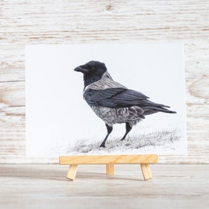 Hooded crow - postcard A6 - colored pencil drawing