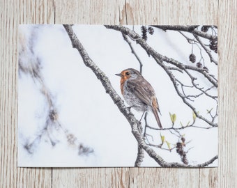 Art print - robin - colored pencil - A4