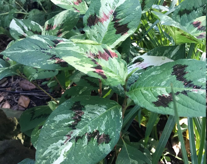 Persicaria Virginiana Painter's Palette Knotweed 5 Live Etsy