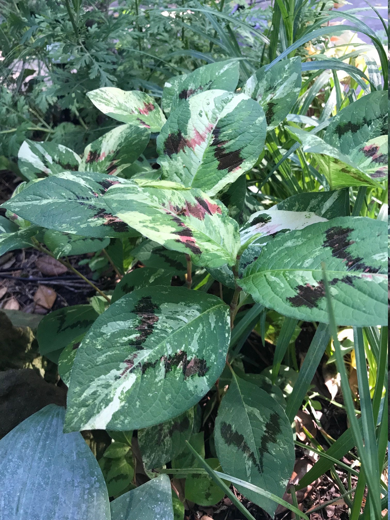 Persicaria Virginiana Painter's Palette Knotweed 5 Live Etsy