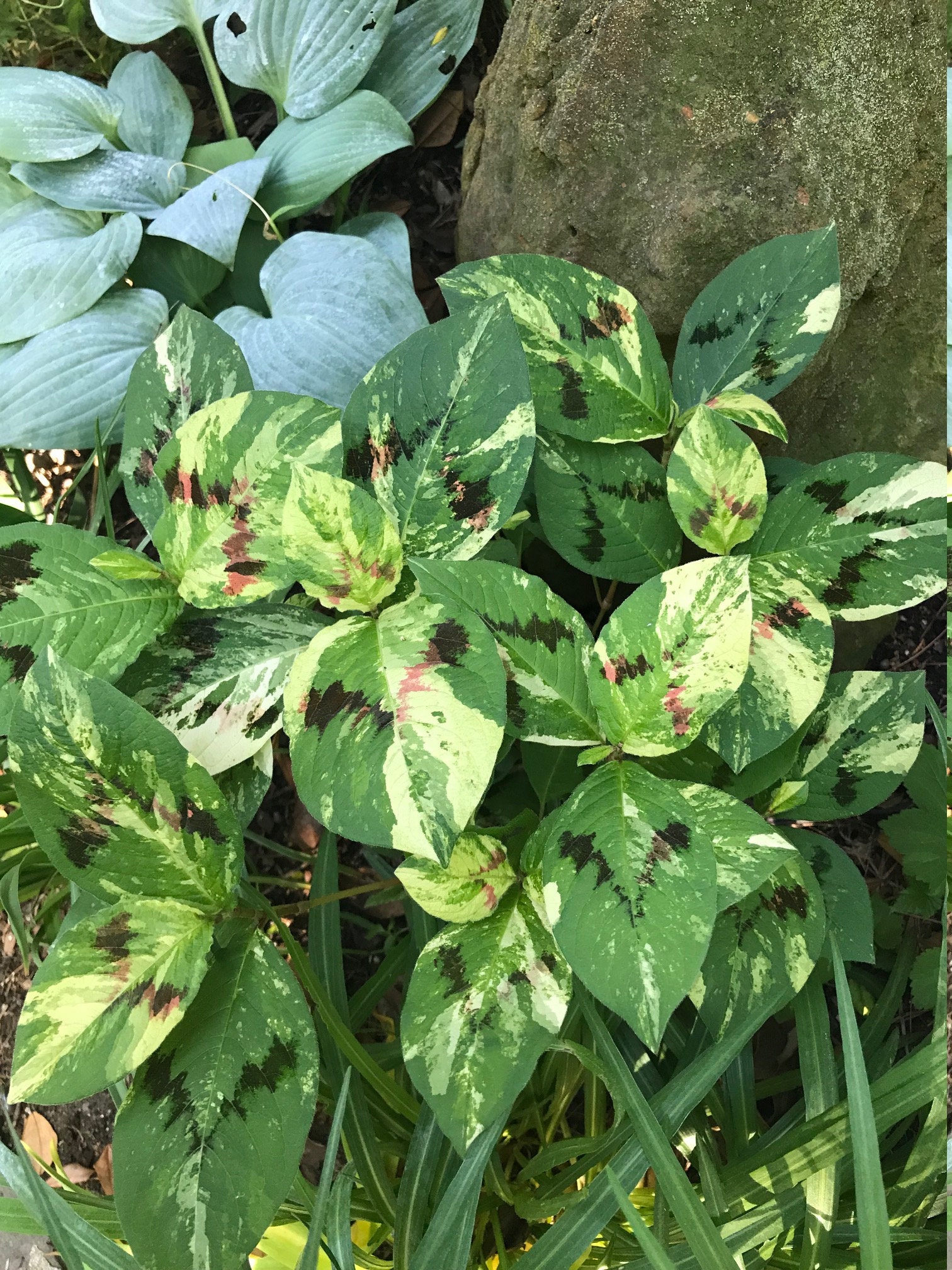 Persicaria Virginiana Painter's Palette Knotweed 5 Live Etsy