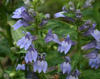 Great Blue Lobelia aka Blue Cardinal Lobelia "Lobelia siphilitica" Healthy Perennial 3 Live Plants in (1) 3.5" Diameter x 3" Tall Round Pot