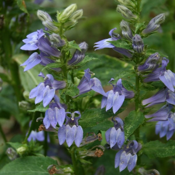 Great Blue Lobelia aka Blue Cardinal Lobelia "Lobelia siphilitica" Healthy Perennial 3 Live Plants in (1) 3.5" Diameter x 3" Tall Round Pot