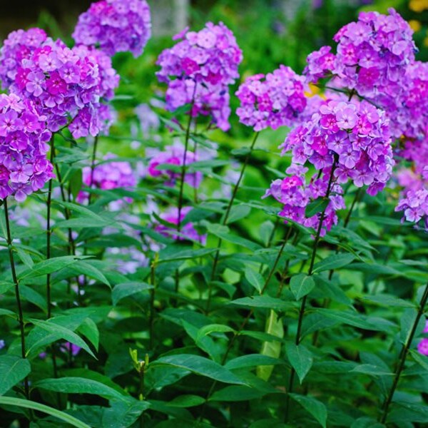 Tall Garden Phlox - Phlox Paniculata Summer Phlox 5 Healthy Bare Root Perennial Plants Sun - Part Shade Flowers in Shades of Pink & Fuschia