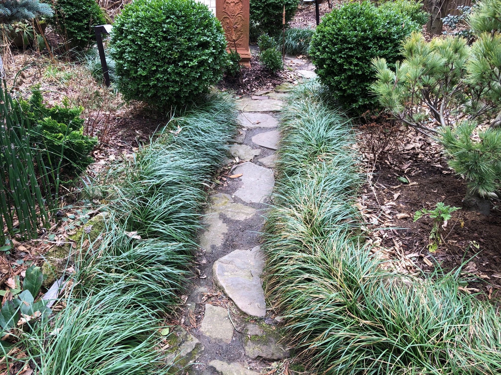 Dwarf Mondo Grass 30 Pips Healthy Mature Bare Root Live - Etsy