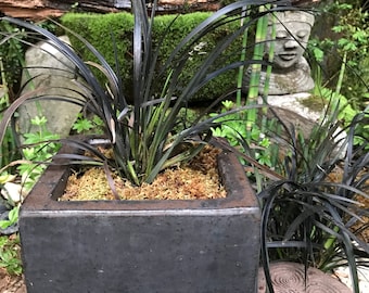 Black Mondo Grass - Ophiopogon planiscapus 'Nigrescens' - 3 Bareroot Live Perennial Plants