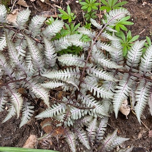 Paproć japońska malowana Athyrium nipponicum Pictum - trzy (3) uśpione, gołe korzenie, zdrowe, dobrze ukorzenione korony. Strefy 3a do 8b