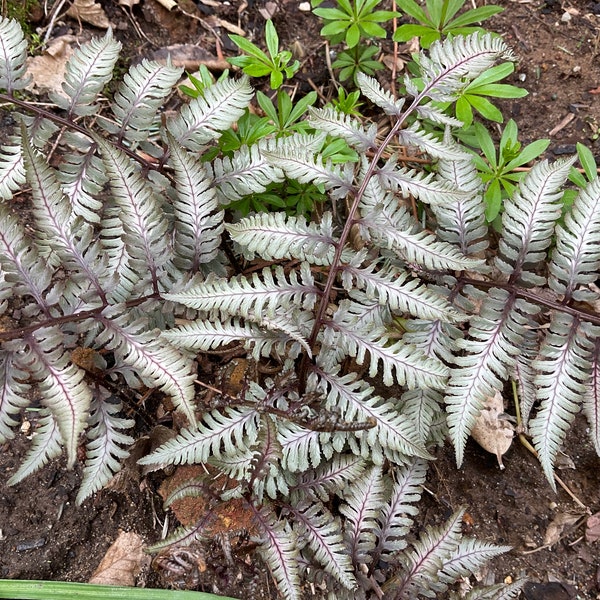 Japanese Painted Fern Athyrium nipponicum Pictum - Three (3) Dormant Bare Root Healthy well Rooted Crowns.  Zones 3a to 8b