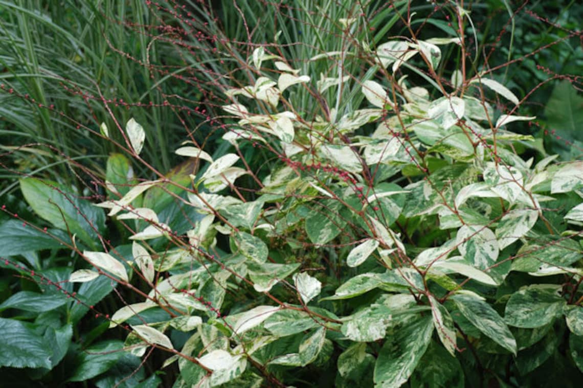 Persicaria Virginiana Painter's Palette Knotweed 5 Live Etsy