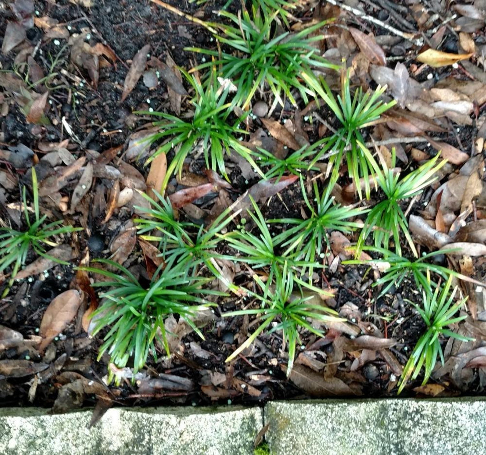 Dwarf Mondo Grass 30 Pips Healthy Mature Bare Root Live Etsy