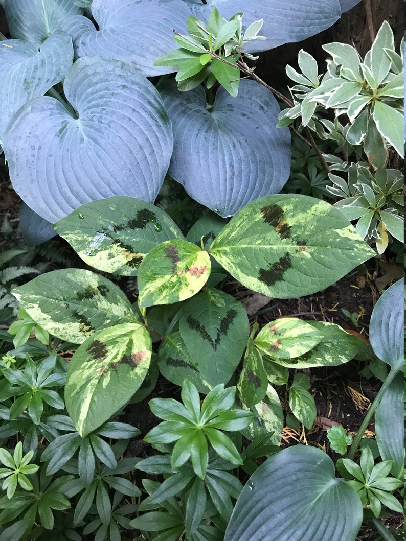 Persicaria Virginiana Painter's Palette Knotweed 5 Live Etsy