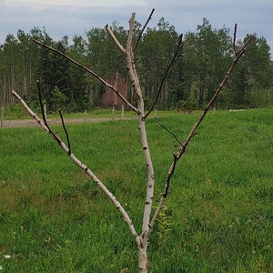 parakeet small bird tree