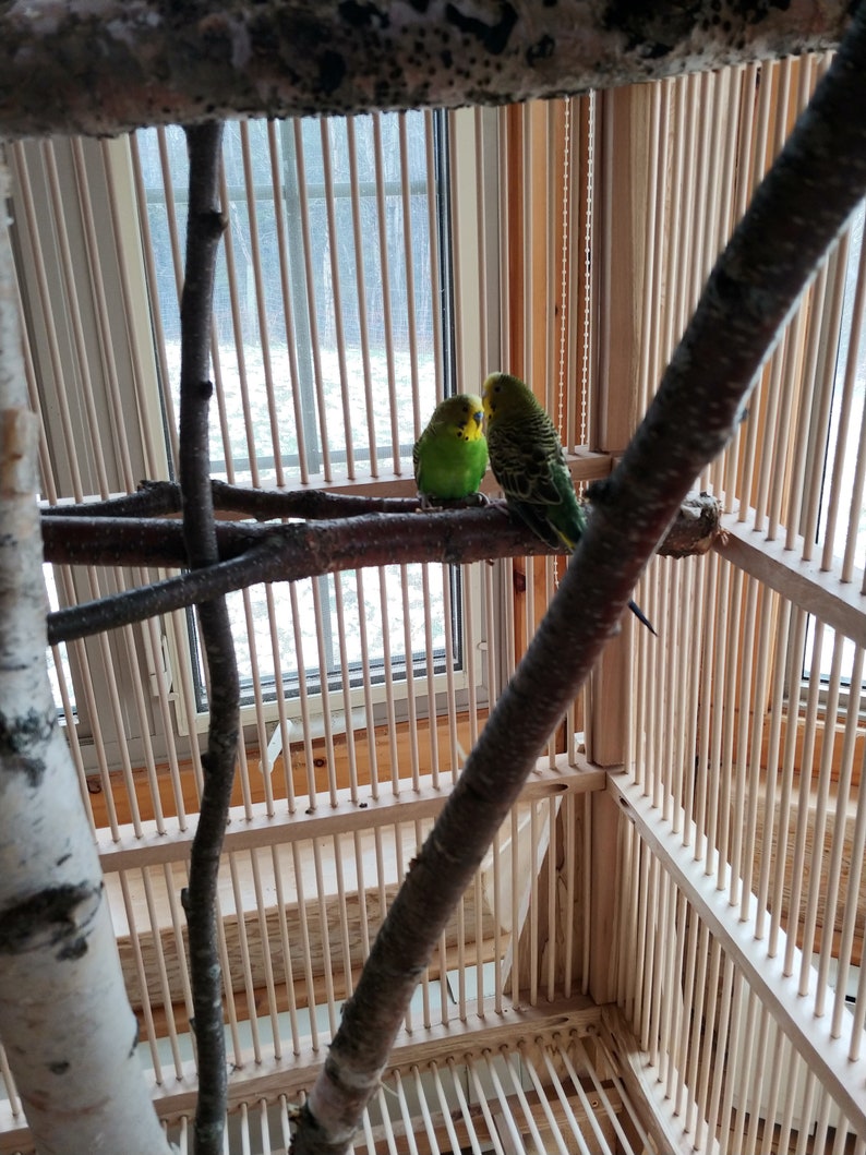 hardwood and stainless bar parakeetfinch cage with round front