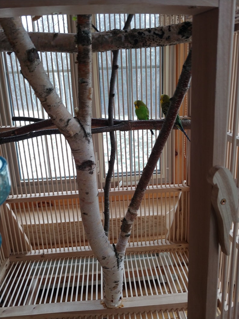 hardwood and stainless bar parakeetfinch cage with round front
