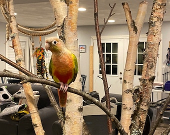 parakeet small bird tree base only