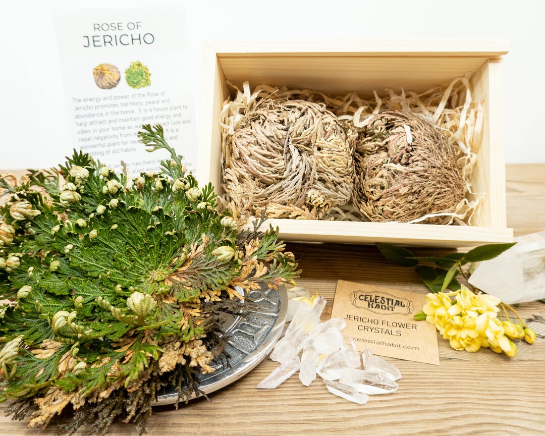 ROSE of JERICHO Grow Kit Jericho Flower Rose of Jericho Resurrection