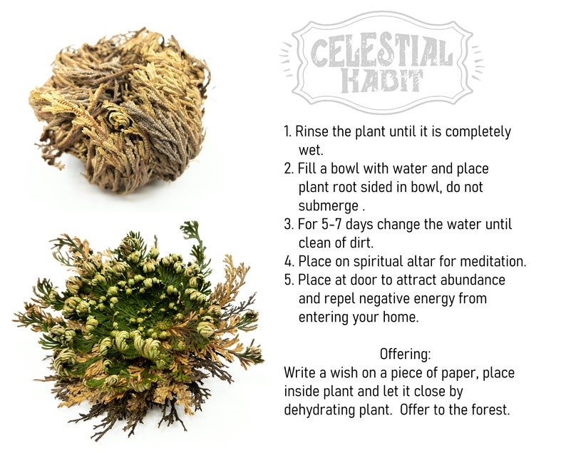 ROSE of JERICHO Grow Kit Jericho Flower Rose of Jericho Etsy