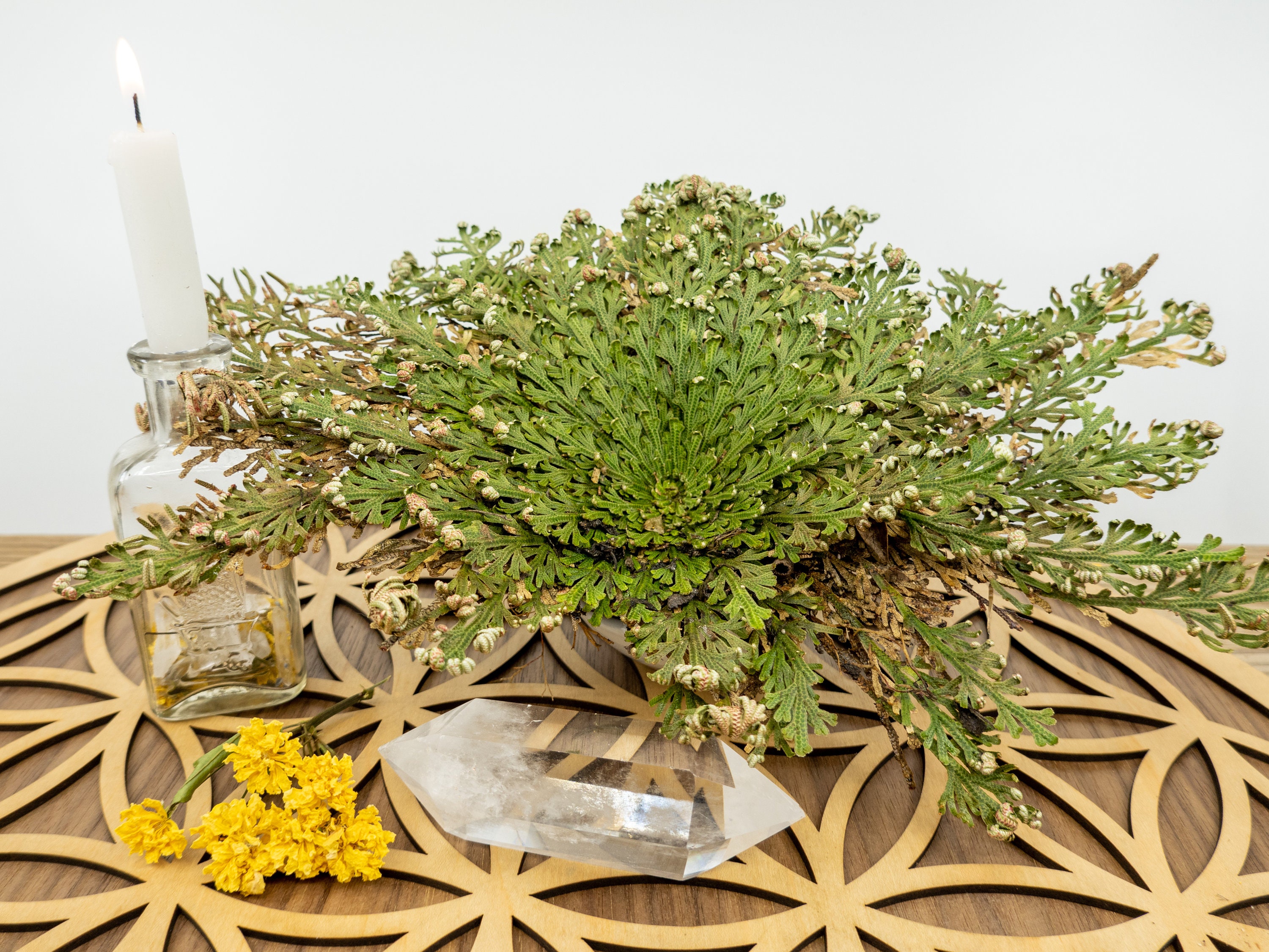 ROSE of JERICHO Plant Large Jericho Flower Rose of Jericho Etsy