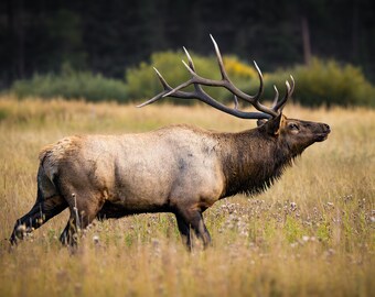 Bull Elk at Rocky Mountain National Park - Wildlife Photography, Wall Art, Colorado,