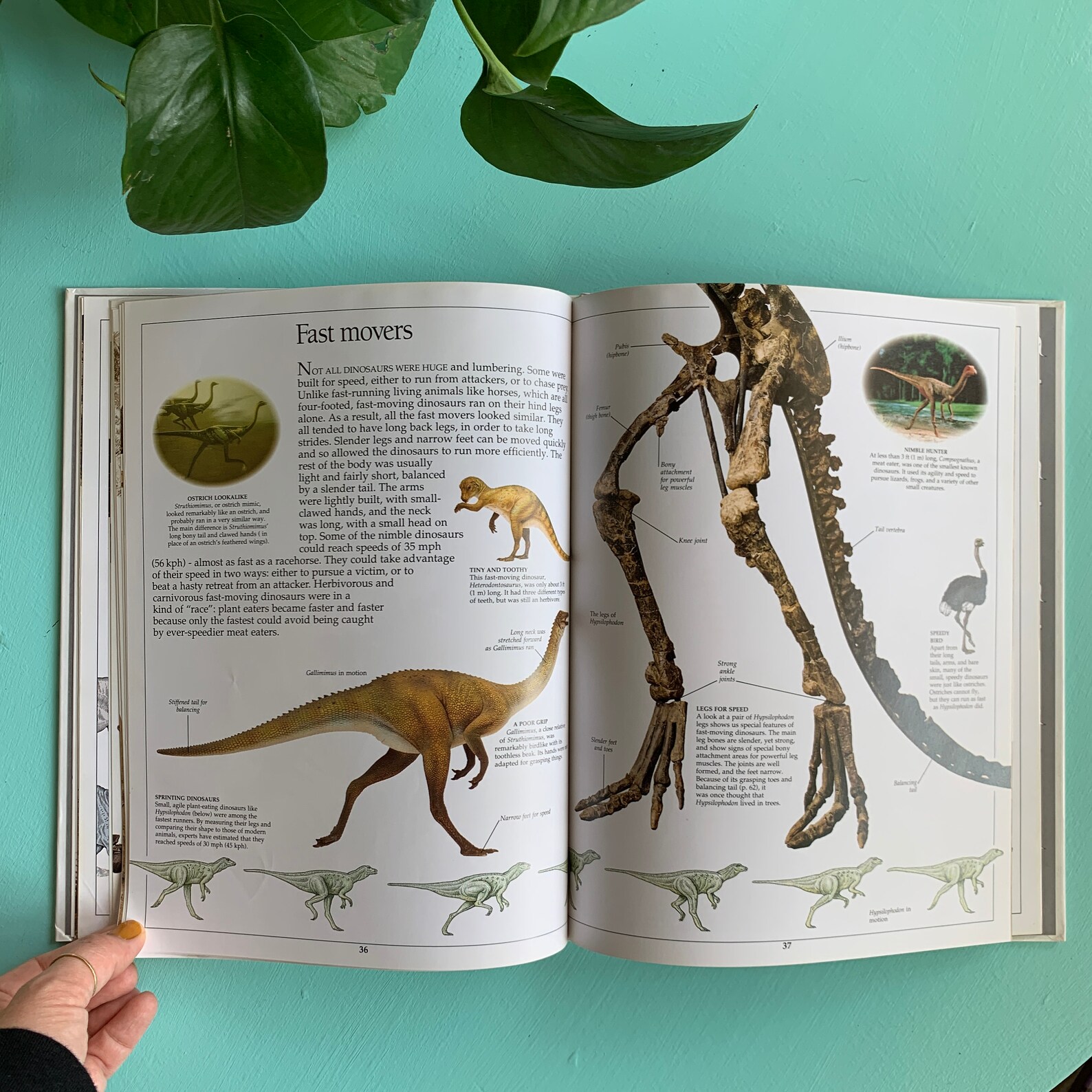 Eyewitness Books Dinosaur Written by David Norman Ph.d. and Etsy