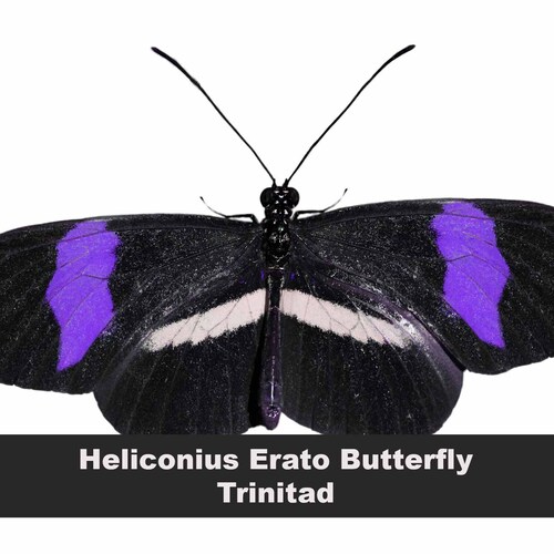 Custom silk shirt, with a purple, butterfly wing collar, detachable shops collar shirt, butterfly silk shirt, butterfly, silk blouse, silk top,