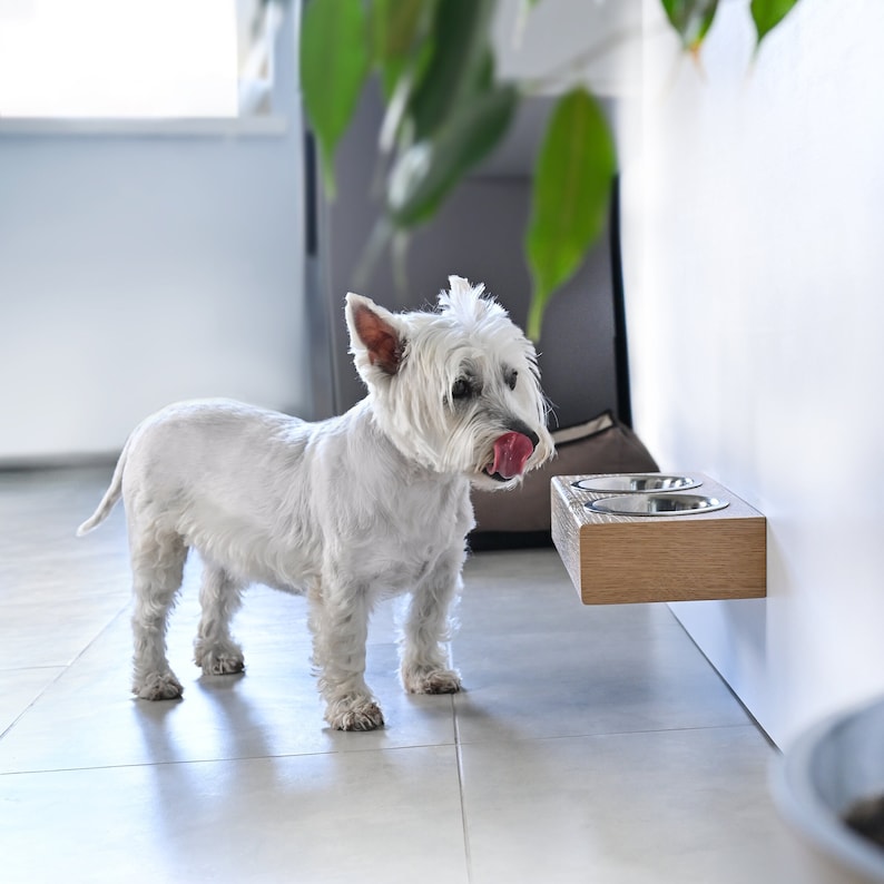 May include: A white West Highland White Terrier dog stands in front of a wooden wall-mounted pet food and water bowl set. The bowls are stainless steel and are mounted on a light brown wooden shelf.