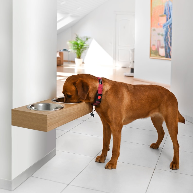 May include: A brown dog with a red collar eats from a double stainless steel bowl mounted on a wooden shelf attached to a white wall.