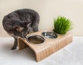 Triple Pet Feeding Station: Raised Modern Plywood Stand with Stainless Steel Bowls product logo