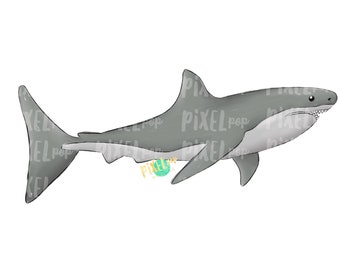 Grey Shark Great White PNG | Shark | Shark Art | Shark Sublimation | Great Shark Design | Shark Clip Art | Shark Doodle | Digital Shark Art