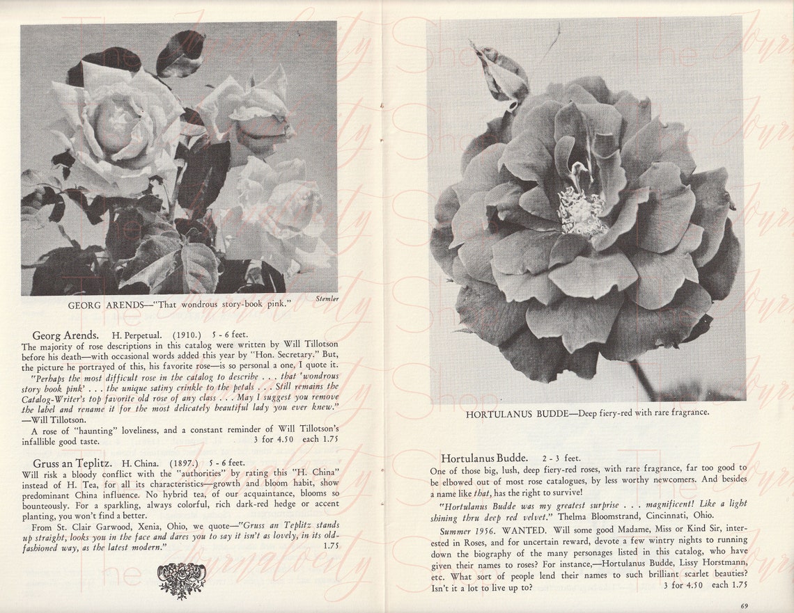 Vintage Rose Catalog Images INSTANT Digital Download Etsy