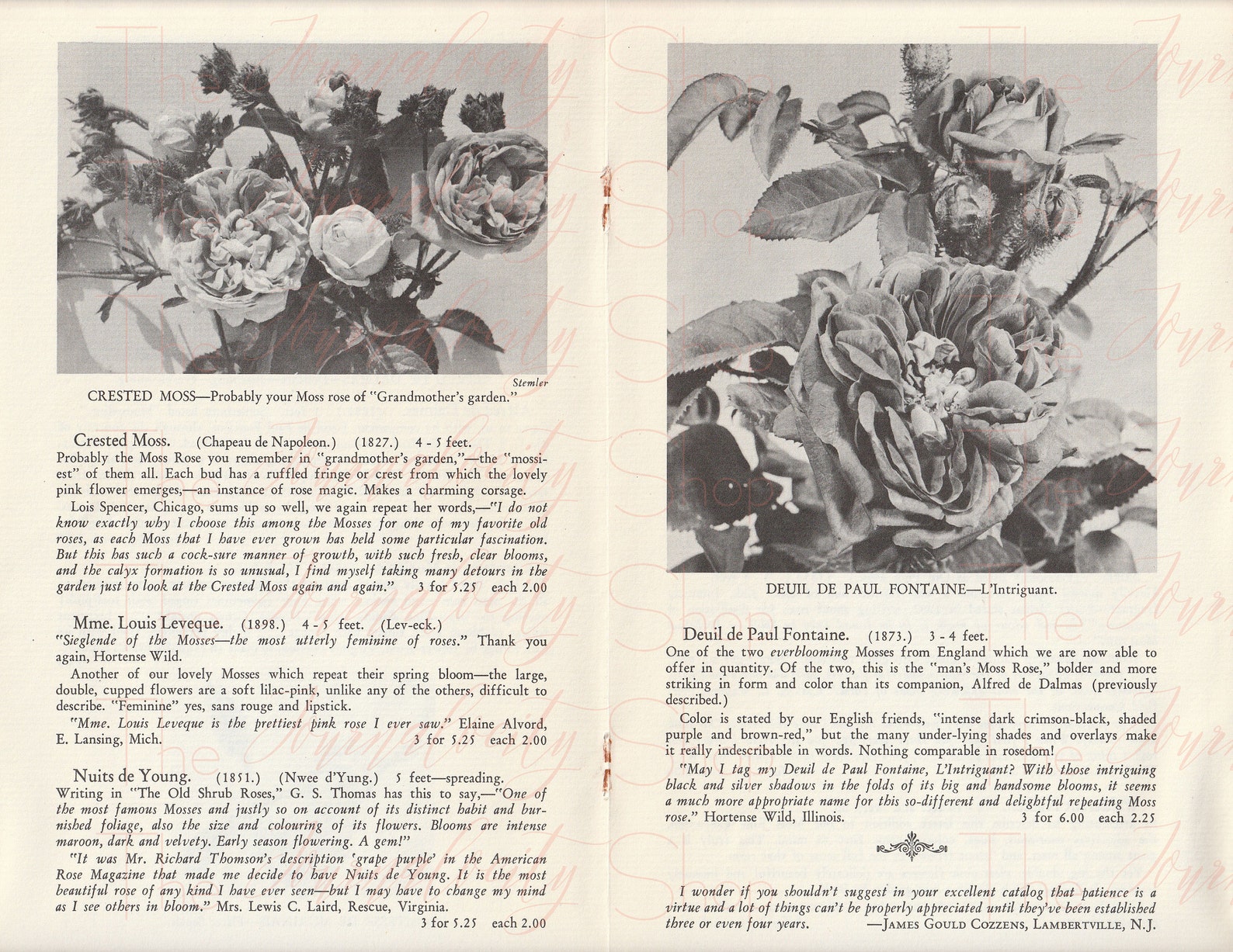 Vintage Rose Catalog Images INSTANT Digital Download Etsy