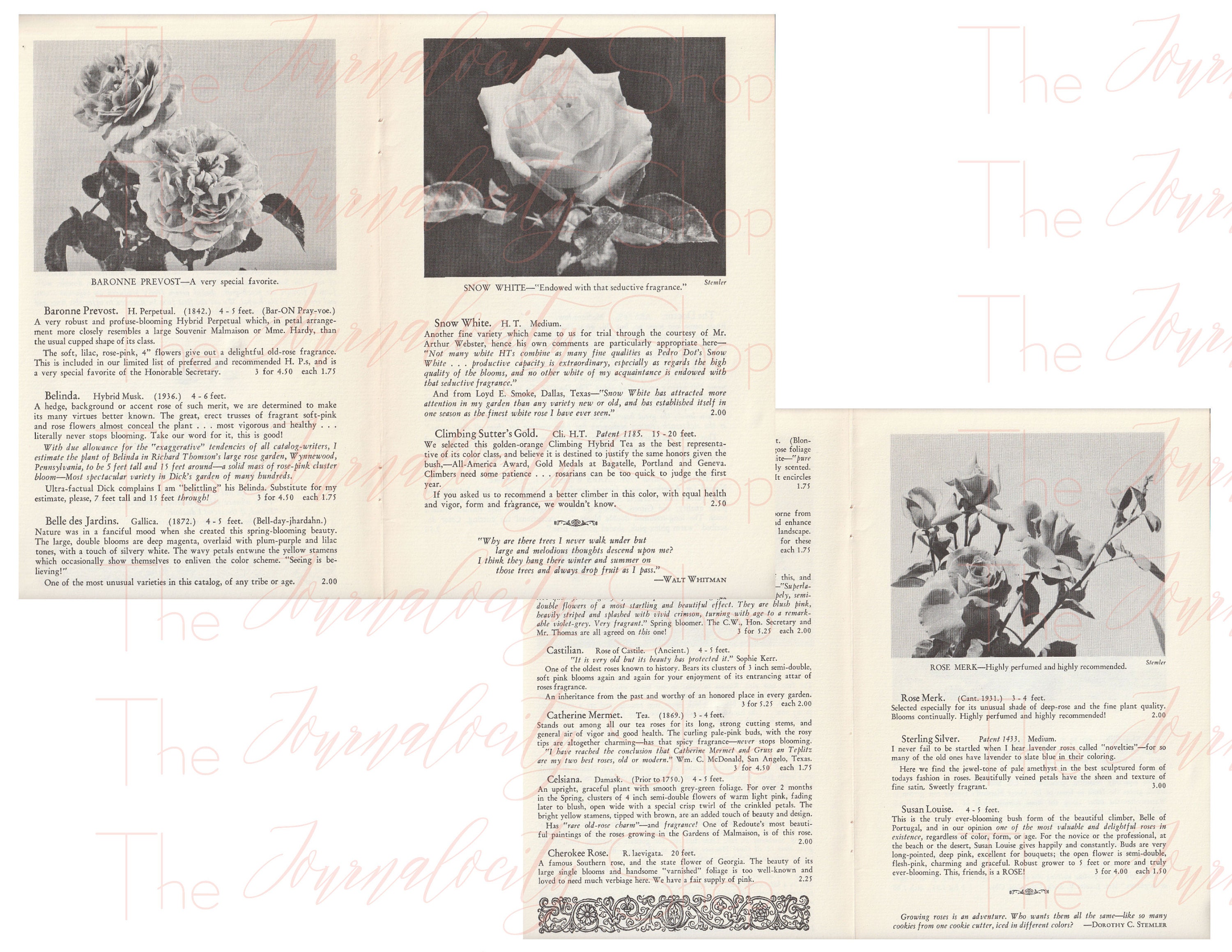 Vintage Rose Catalog Images INSTANT Digital Download Etsy