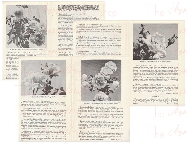Vintage Rose Catalog Images INSTANT Digital Download Etsy