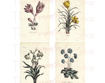 Może przedstawiać: Cztery vintage ilustracje botaniczne przedstawiające różne rodzaje kwiatów. Pierwsze zdjęcie przedstawia różowy kwiat z tekstem "Colchicum". Drugie zdjęcie przedstawia żółty kwiat z tekstem "Crocus". Trzecie zdjęcie przedstawia biały kwiat z tekstem "Leucojum Vernum". Czwarte zdjęcie przedstawia niebieski kwiat z tekstem "Double Hepatica".