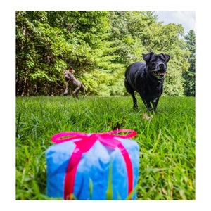 Present Dog Toy with Ball image 5