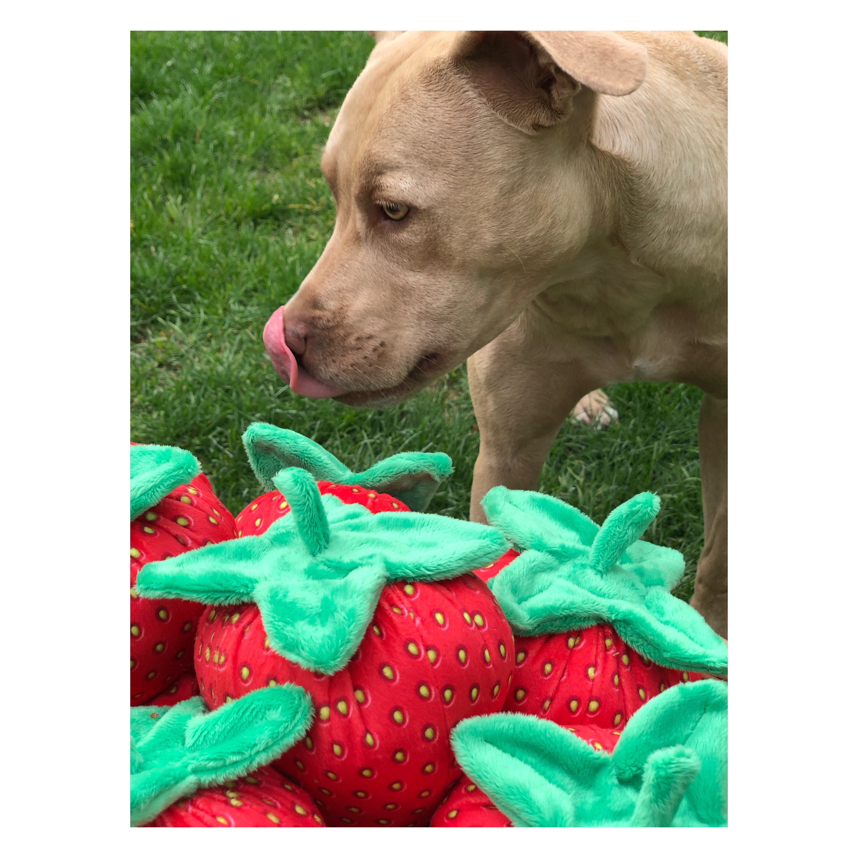 Ягода собака. Щенок с клубникой. Собака с клубникой. Щенки и клубника фотосессия. Щенок с клубникой.