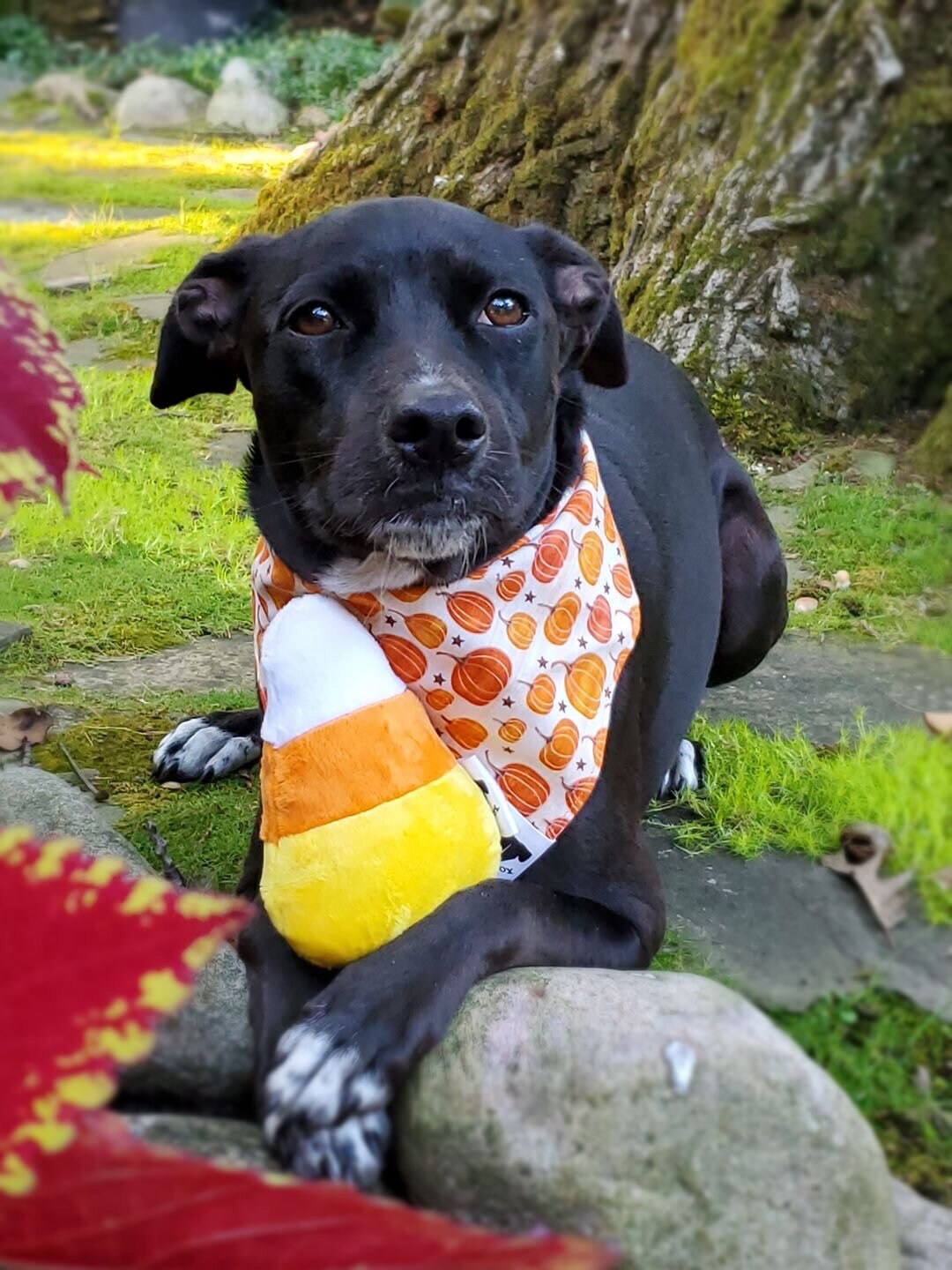 candy corn dog toy