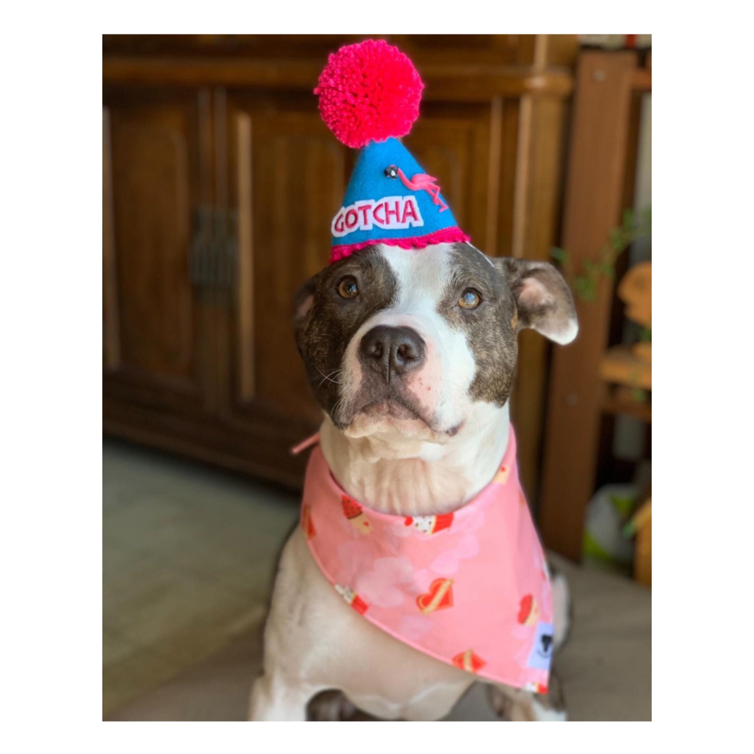 GBW Dog Party Hat customizable Etsy