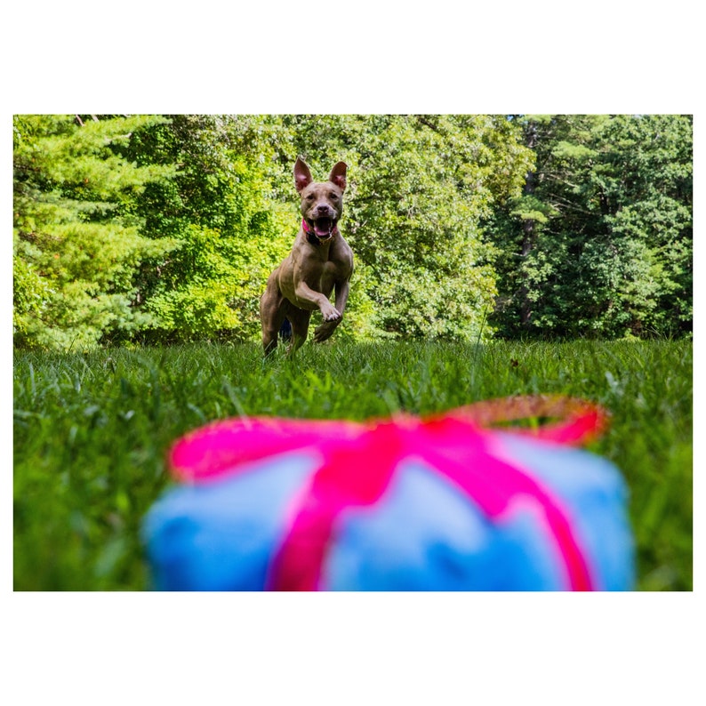Present Dog Toy with Ball image 4