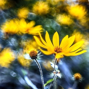 HELIOS 44M-4 58mm Lens w/ Bokeh & Flare | M42 Mount | Trioplan Effect - Serviced