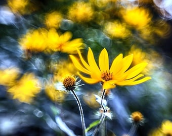 Objetivo HELIOS 44M-4 de 58 mm con bokeh y destellos | Montura M42 | Efecto Trioplan - Con servicio técnico