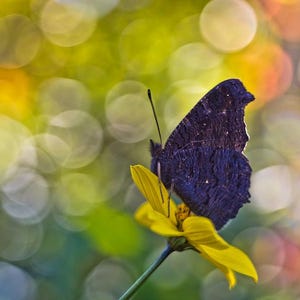 HELIOS 44-3 58mm Lens w/ Bokeh & Flare | M42 Mount | Trioplan Effect - Pro Serviced