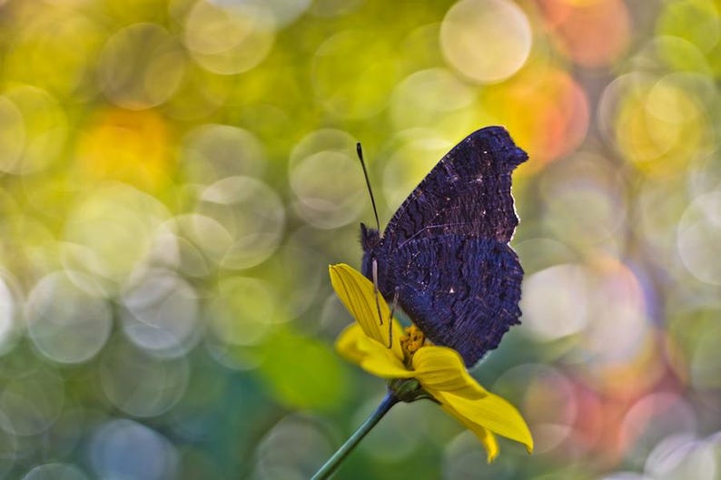 Puede incluir: Una mariposa morada oscura se posa sobre una flor amarilla brillante. Las alas de la mariposa tienen una apariencia texturizada, y la flor est&aacute; enfocada contra un fondo borroso y colorido. La imagen captura un momento de la naturaleza.