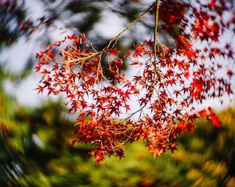 Lente HELIOS 44M de 58 mm con efecto bokeh y destellos | Montura M42 | Efecto Petzval - Servicio profesional