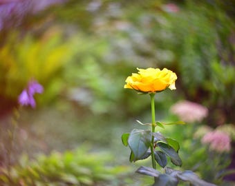 Objetivo HELIOS 44M-4 de 58 mm con bokeh y destellos | Montura M42 | Efecto Petzval - Mantenimiento