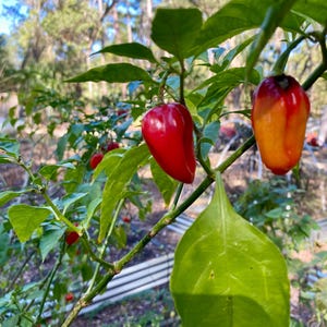 Red Habanero Pepper Seeds: Heirloom Spicy Chili - 50+ Non-GMO