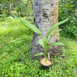 Grow Your Own Turmeric! Healthy Organic Plant for Culinary & Medicinal Use