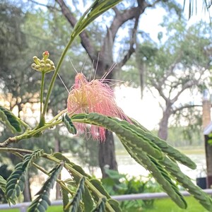 Mimosa Pink Silk Tree! 3 Trees in Pot or Seeds or  (100 Pack) -  (Albizia julibrissin &#39;Rosea&#39;) - Attract Hummingbirds!